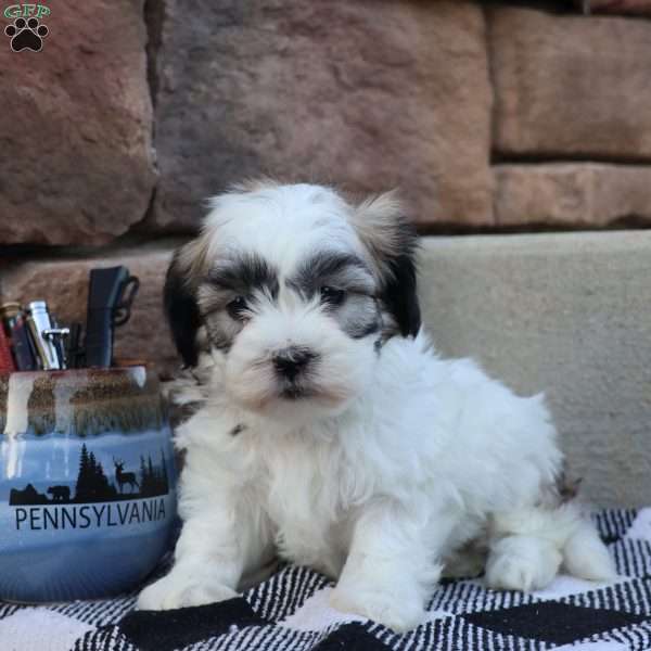 Spad, Teddy Bear Puppy